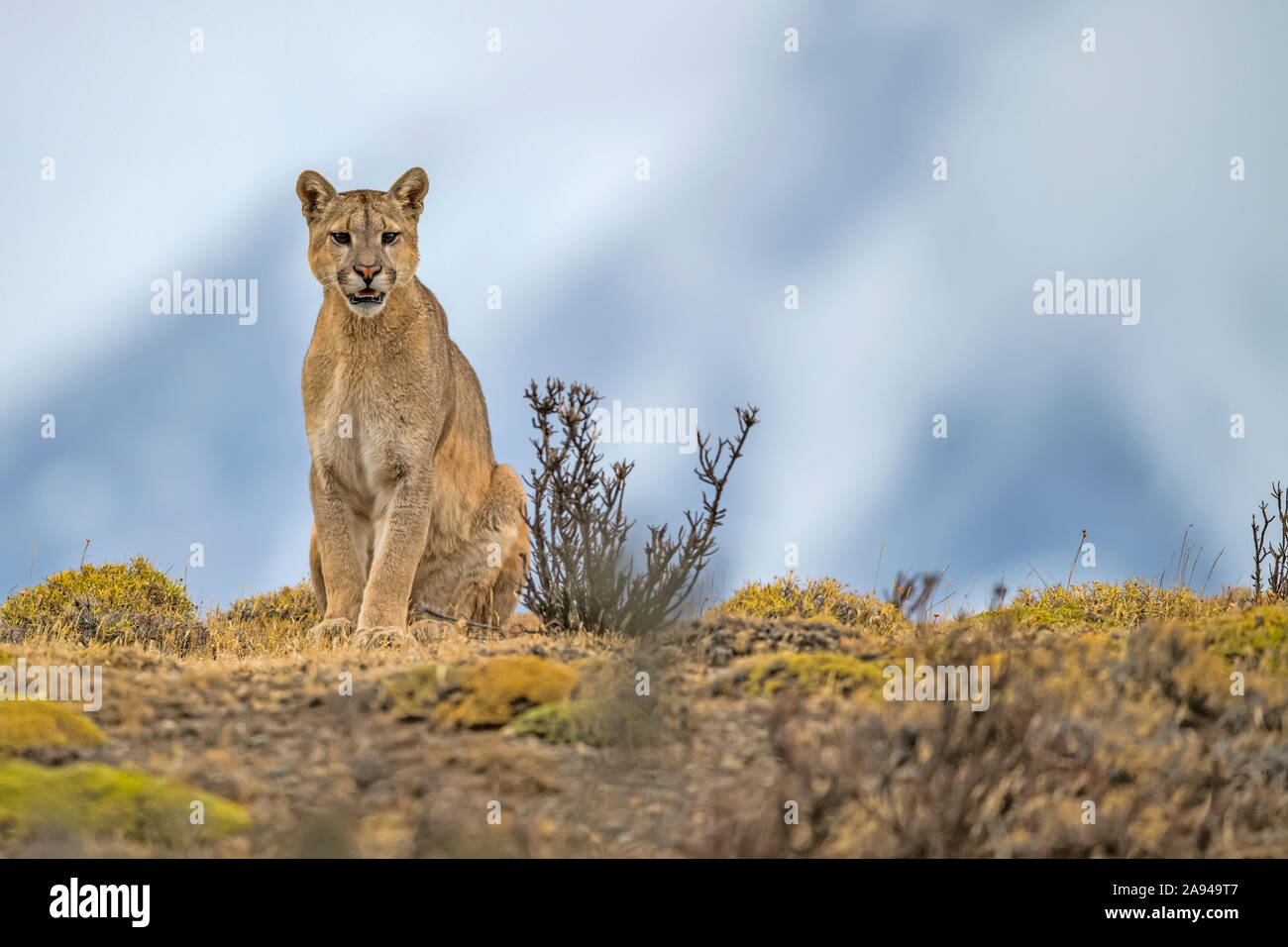 Puma assis sur le paysage dans le sud du Chili; Chili Banque D'Images