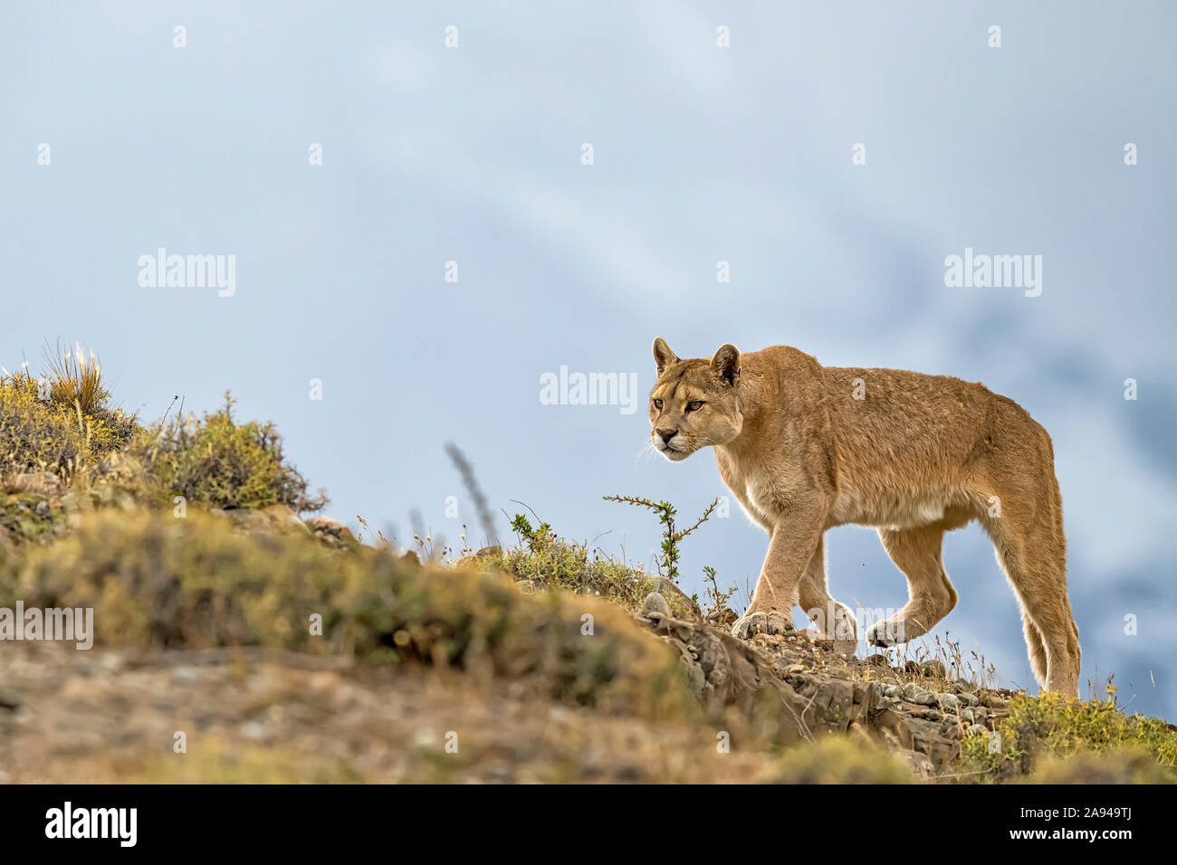 Puma marchant dans le paysage dans le sud du Chili; Chili Banque D'Images