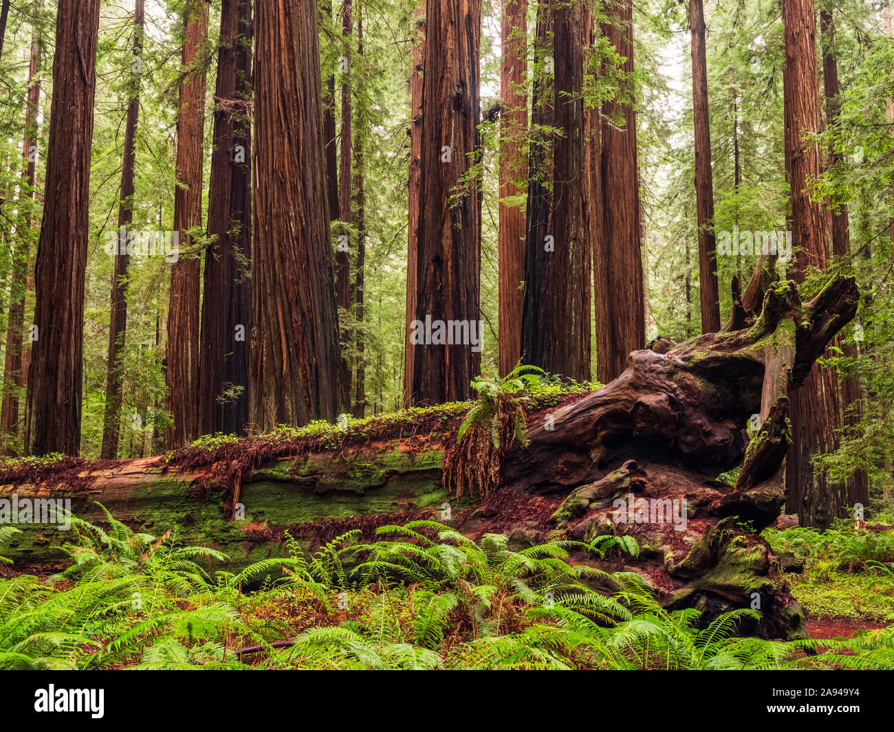 Debout dans les forêts de séquoias de la Californie du Nord. Les arbres sont massifs et atteignent le ciel; Californie, États-Unis d'Amérique Banque D'Images