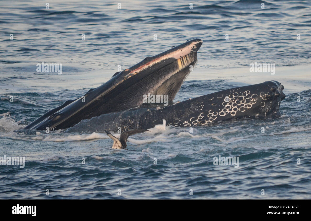 Close-up de tête avec des fanons de baleines à bosse montrant en haut de la bouche pendant l'alimentation de la bulle. (Megaptera novaeangliae) Banque D'Images