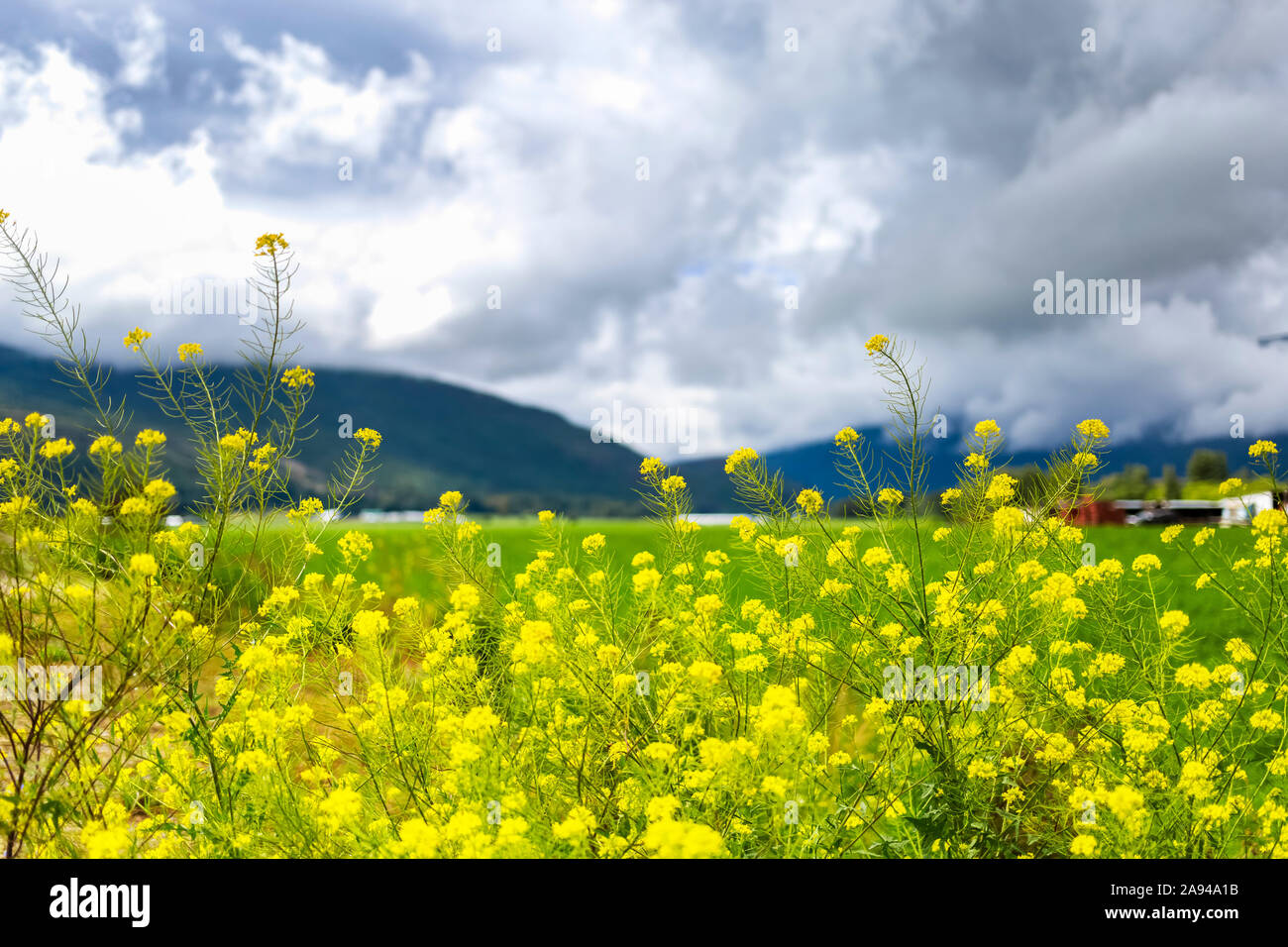 Fleurs sauvages jaune vif dans un pré avec des montagnes en arrière-plan; Salmon Arm, Colombie-Britannique, Canada Banque D'Images