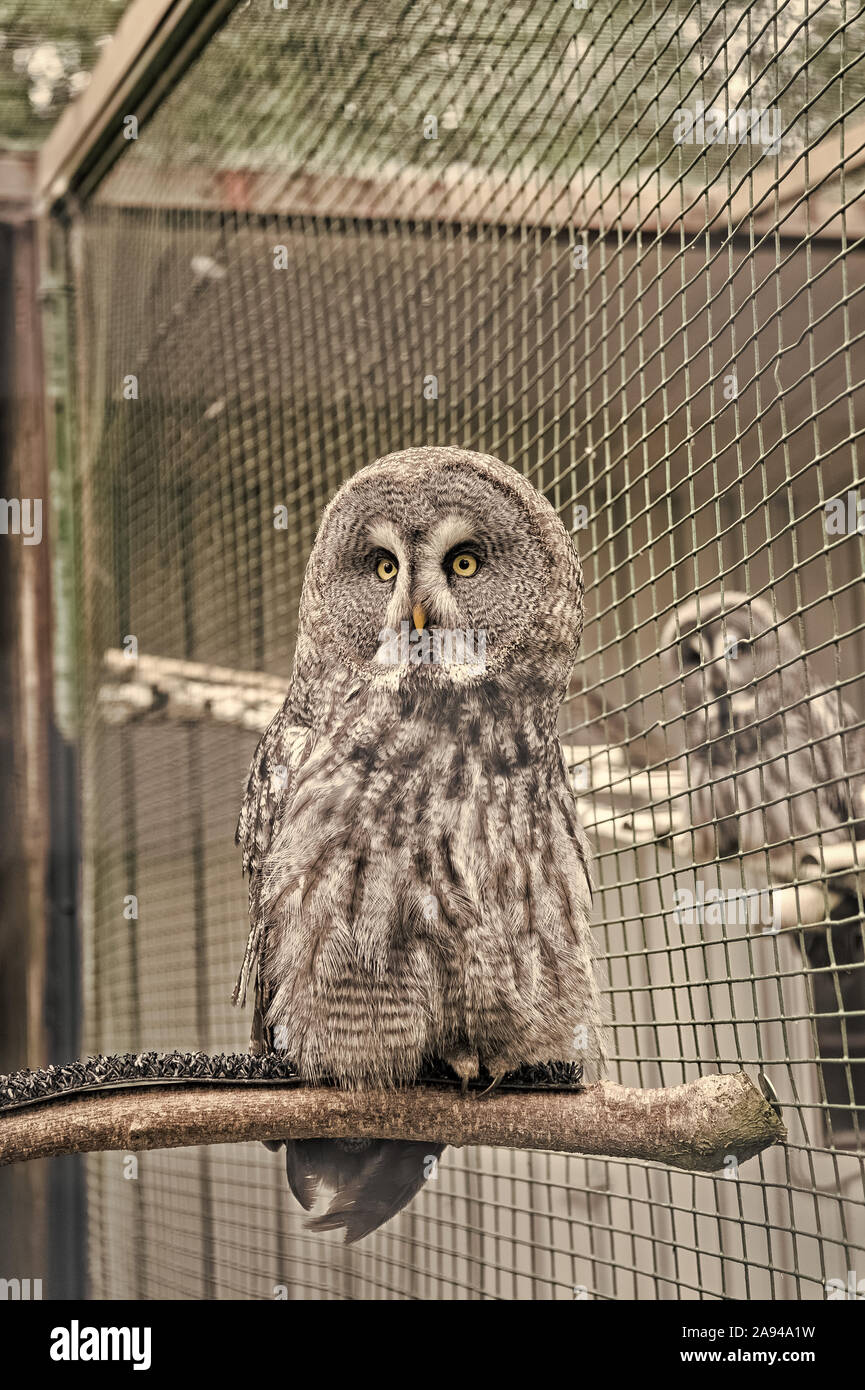 Une chouette photo. Les espèces typiques des marais pour de nombreux pays.  Owl en cage du zoo. Capture Capture d'Animal hibou. La vie sauvage. Superbe  grand oiseau assis dans la cage. Calme
