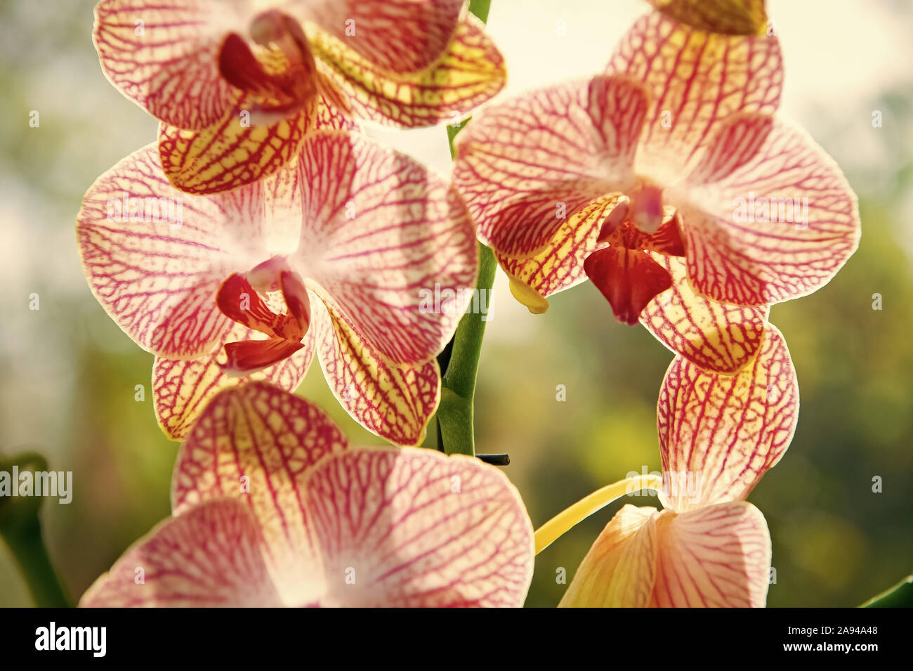 De magnifiques orchidées blossom close up. Orchidée fleur fleur rose et  jaune. Orchidée Phalaenopsis. Concept de la botanique. Astuces d'orchidées.  Comment prendre soin d'orchidées à l'intérieur. La plupart des plantes  communément cultivées