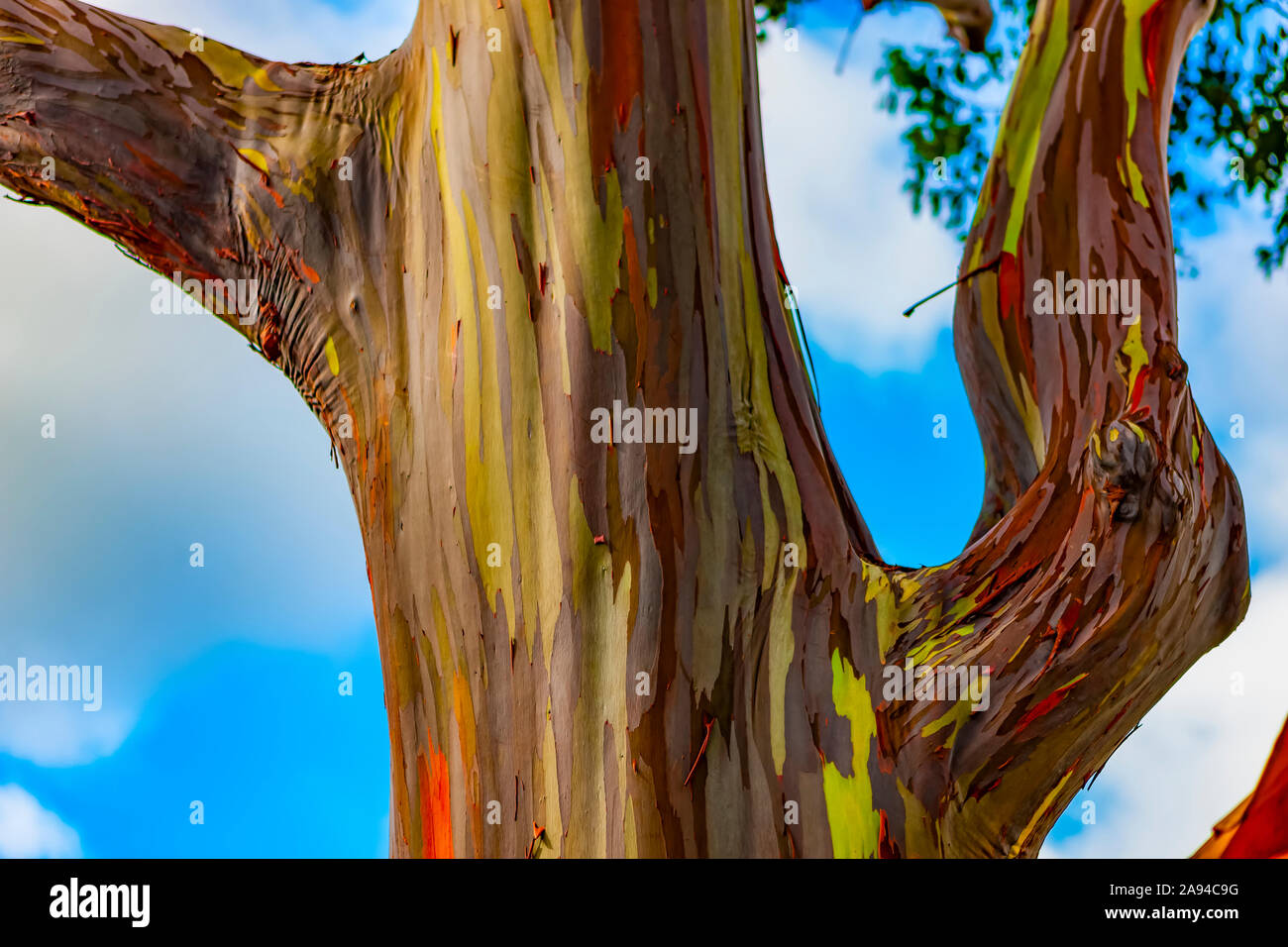 Eucalyptus arc-en-ciel (eucalyptus déglupt); Hawaii, États-Unis d'Amérique Banque D'Images