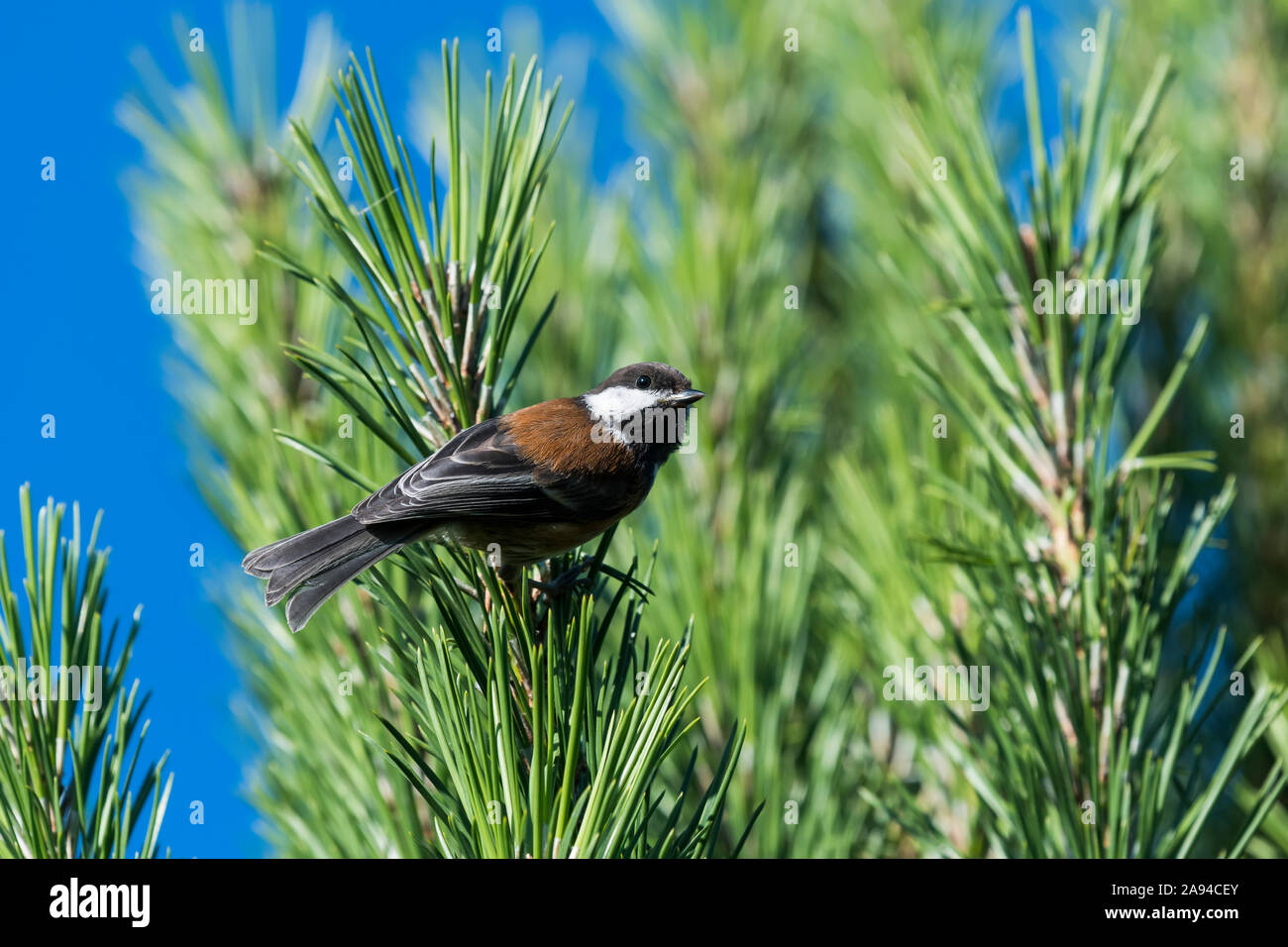 Un chichadee (Poecile rufescens), soutenu par le châtaignier, est situé dans un pin; Astoria, Oregon, États-Unis d'Amérique Banque D'Images