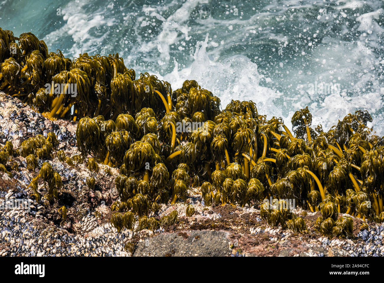 Palmiers marins (Postelsia palmaeformis) S'accrocher aux rochers dans le surf à Rocky Creek State Scenic Viewpoint sur la côte de l'Oregon Banque D'Images