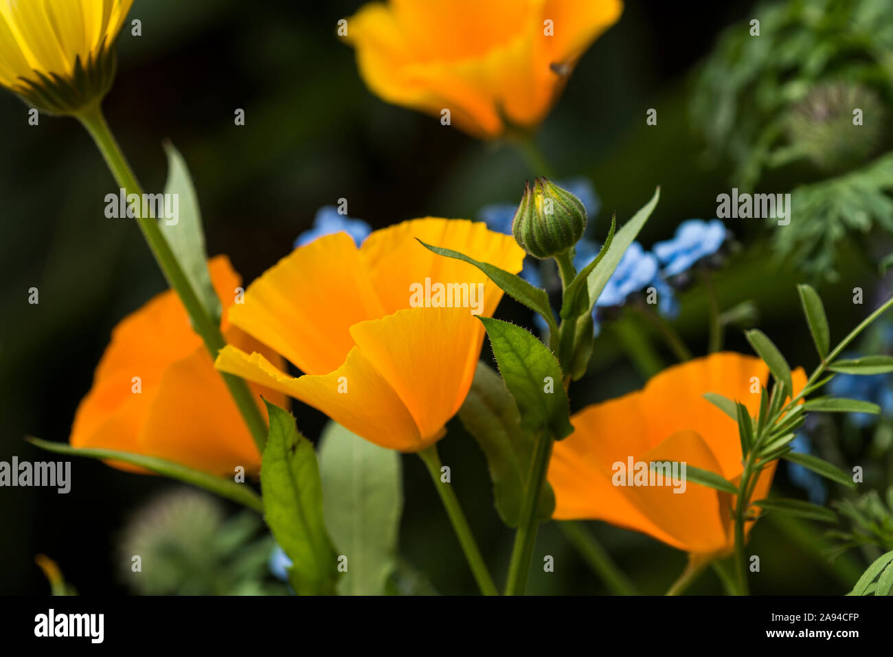 Les coquelicots de Californie (Eschscholzia californica) fleurissent dans un jardin de fleurs de l'Oregon; Astoria, Oregon, États-Unis d'Amérique Banque D'Images