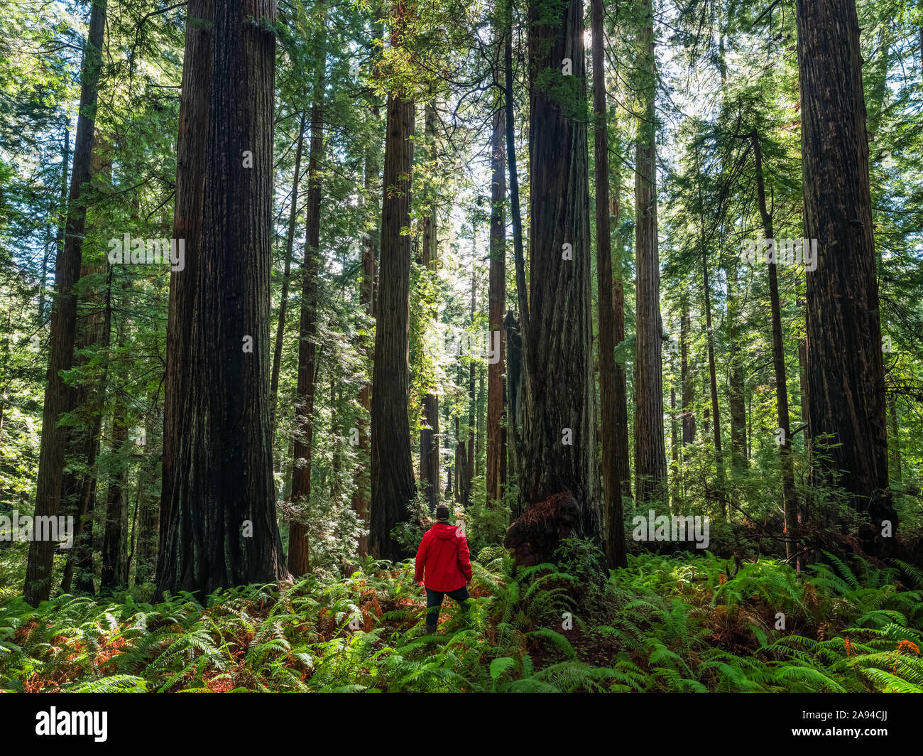 Homme debout dans les forêts de séquoias du nord de la Californie. Les arbres sont massifs et atteignent le ciel; Californie, États-Unis d'Amérique Banque D'Images