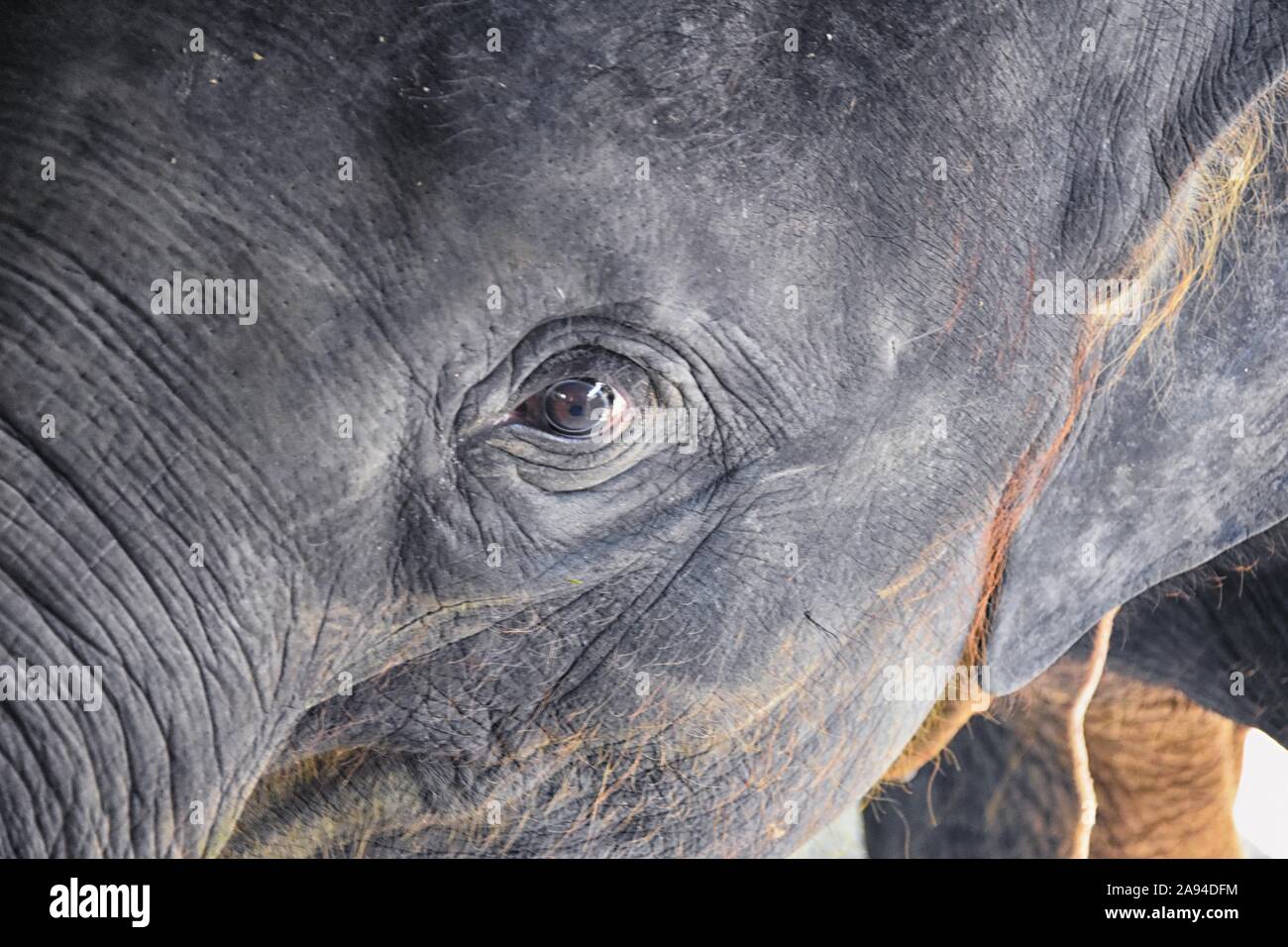 Bébé éléphant, Elephas maximus, Sauvé, la guérison d'être réintroduits dans la nature, vue en gros dans les aires protégées, le parc d'animaux herbivores à Phuket, Thaïlande Banque D'Images