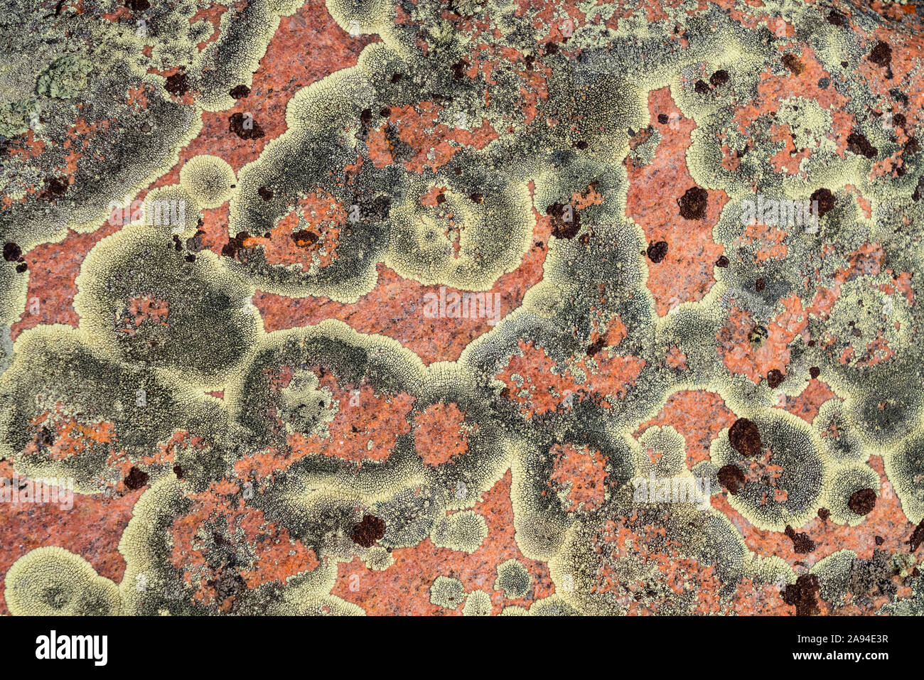 Détail en gros plan du lichen sur la surface d'une roche; Saskatchewan, Canada Banque D'Images