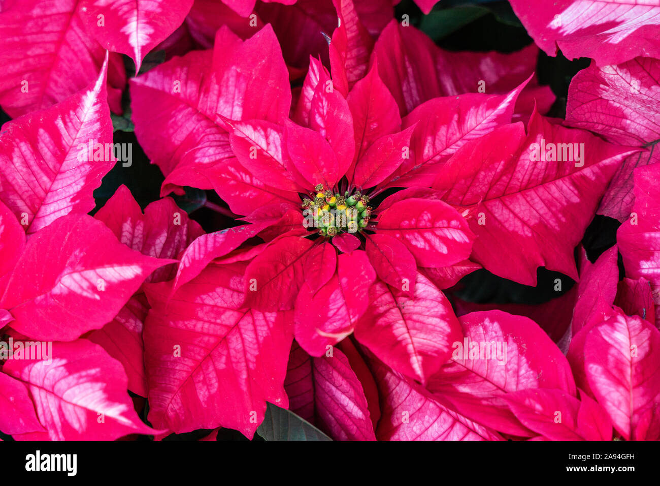 Poinsettia rose affiché en serre, en pleine floraison prêt pour la saison de vacances. Banque D'Images