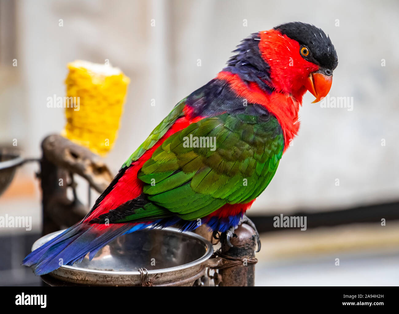 Parakeet; Kamasan, Bali, Indonésie Banque D'Images