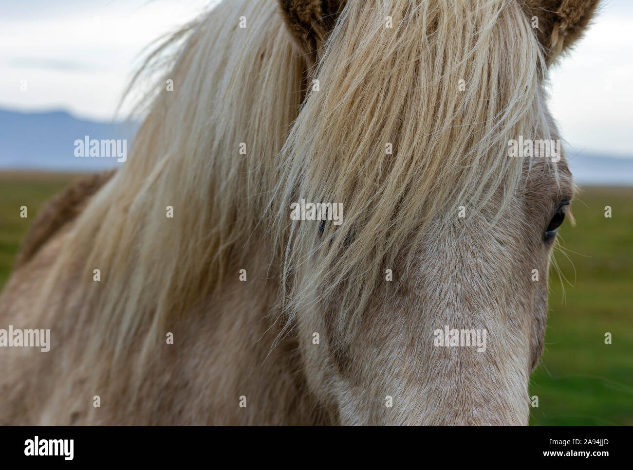 Portrait de cheval islandais avec une longue crinière Banque D'Images