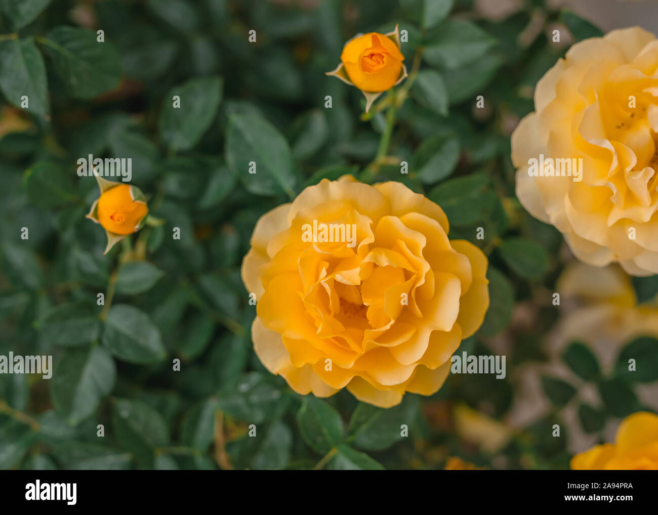 Roses jaunes dans le jardin close up, doux fond vert Banque D'Images