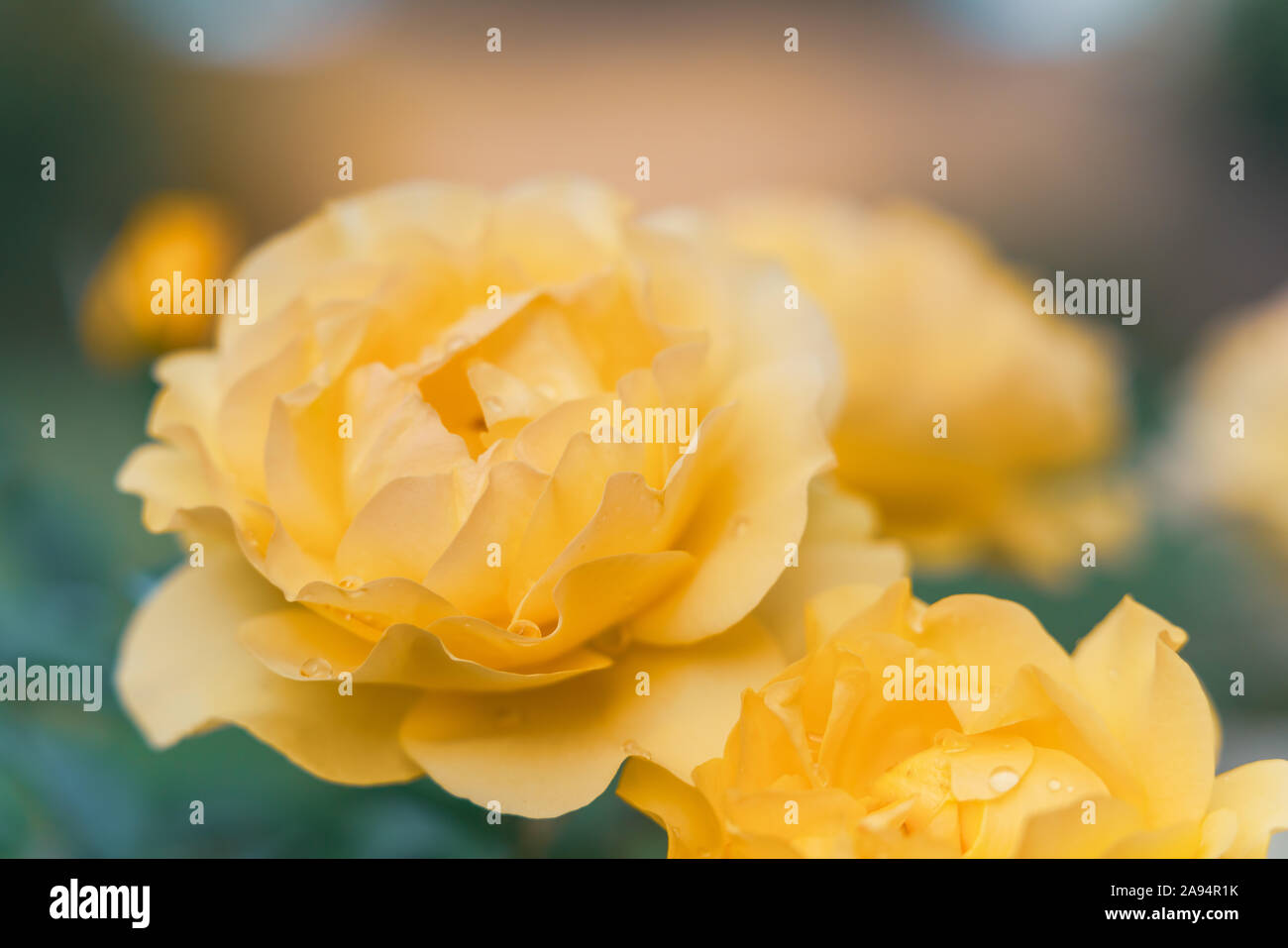 Roses jaunes dans le jardin close up, doux fond vert Banque D'Images