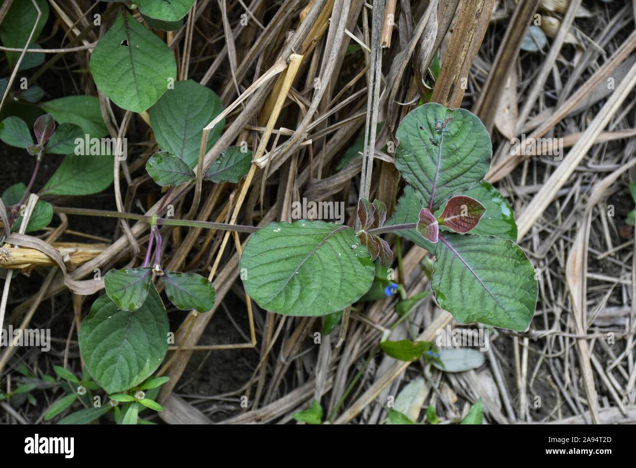 Achyranthes aspera ou paille, le figuier fleur fleur de paille est une mauvaise herbe de la canne à sucre et d'autres cultures. Photoshoot dans matin. Banque D'Images