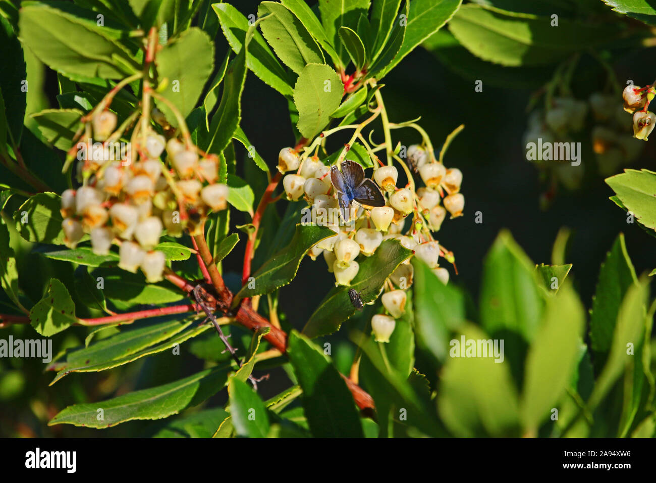 Femme papillon bleu à longue queue lampides boeticus latine sur l'arbre aux fraises blossom Amérique Arbutus unedo montrant des fleurs en forme de cloche au début d'octobre Banque D'Images