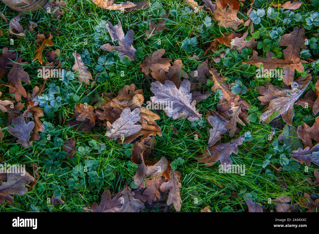 L'automne (automne) feuilles de chêne sur l'herbe givrée Banque D'Images