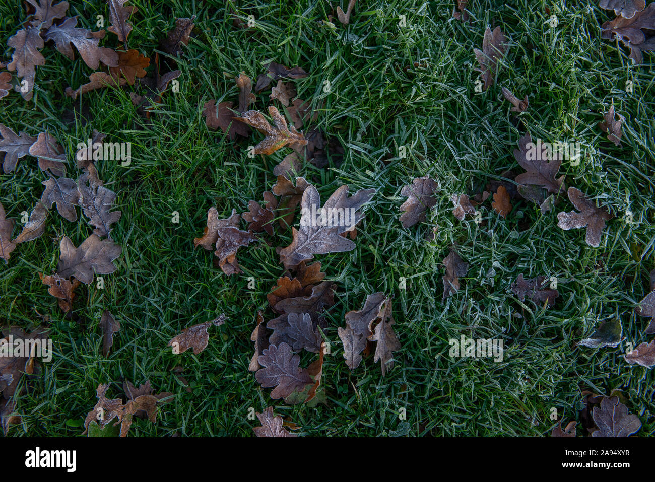 L'automne (automne) feuilles de chêne sur l'herbe givrée Banque D'Images