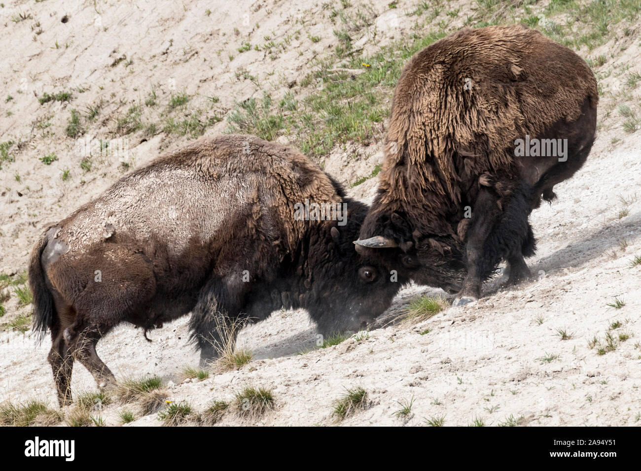 L'entraînement de bisons sauvages les uns avec les autres dans le Parc National de Yellowstone (Wyoming). Banque D'Images