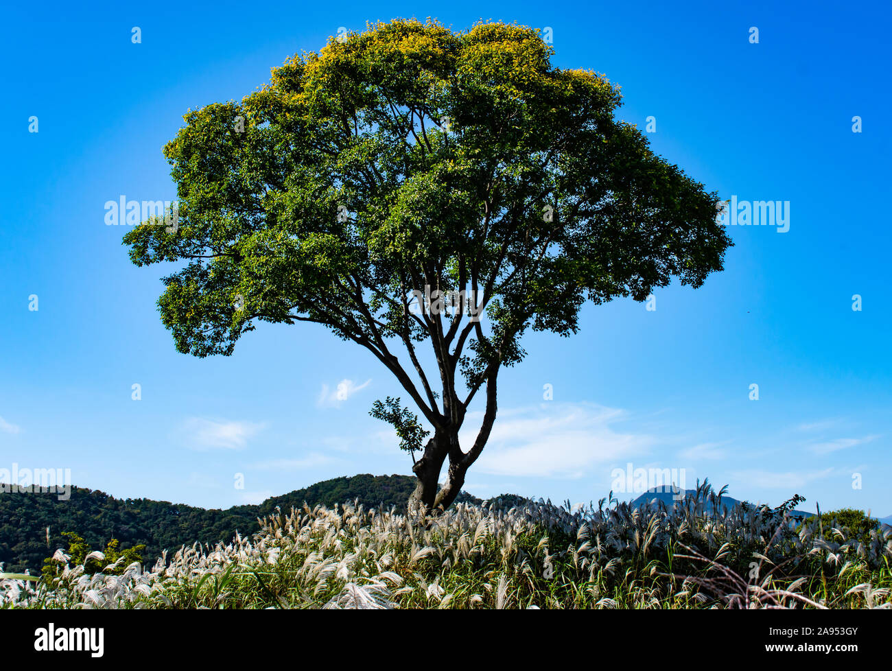 Cet arbre est seul sur la colline, entouré de roseaux sauvages et de fleurs avec une belle montagne en toile de fond. Banque D'Images