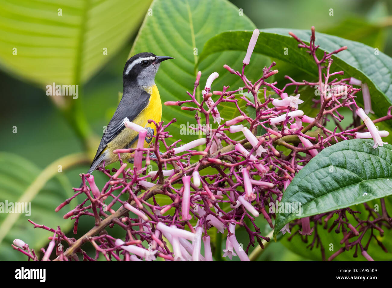 - Sucrier à ventre jaune Coereba flaveola, couleur magnifique oiseau percheur de pentes andines de l'Amérique du Sud, l'Équateur, Guango lodge. Banque D'Images