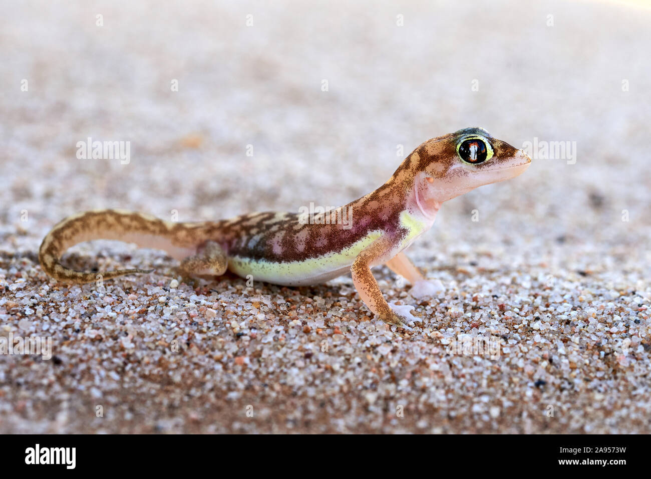 Le sable du Namib ou Gecko gecko, pourvu de (Pachydactylus rangei) photographié dans le Parc National de Dorob, Namibie Banque D'Images