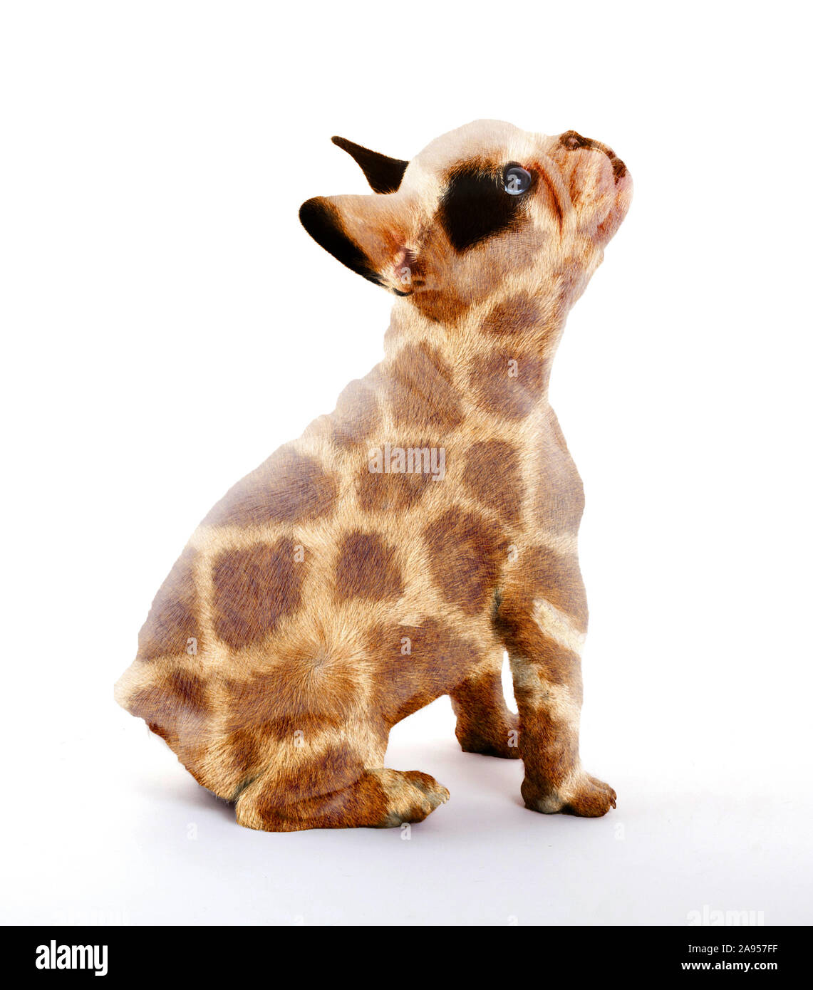 Bouledogue français isolé sur blanc, impression girafe Banque D'Images
