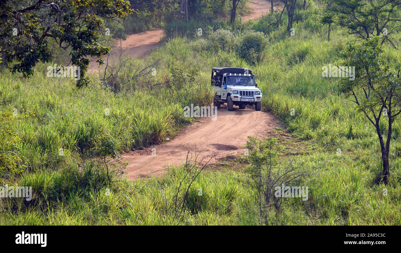Jeep Safari de la faune, le Parc National de Kaudulla, Sri Lanka Banque D'Images