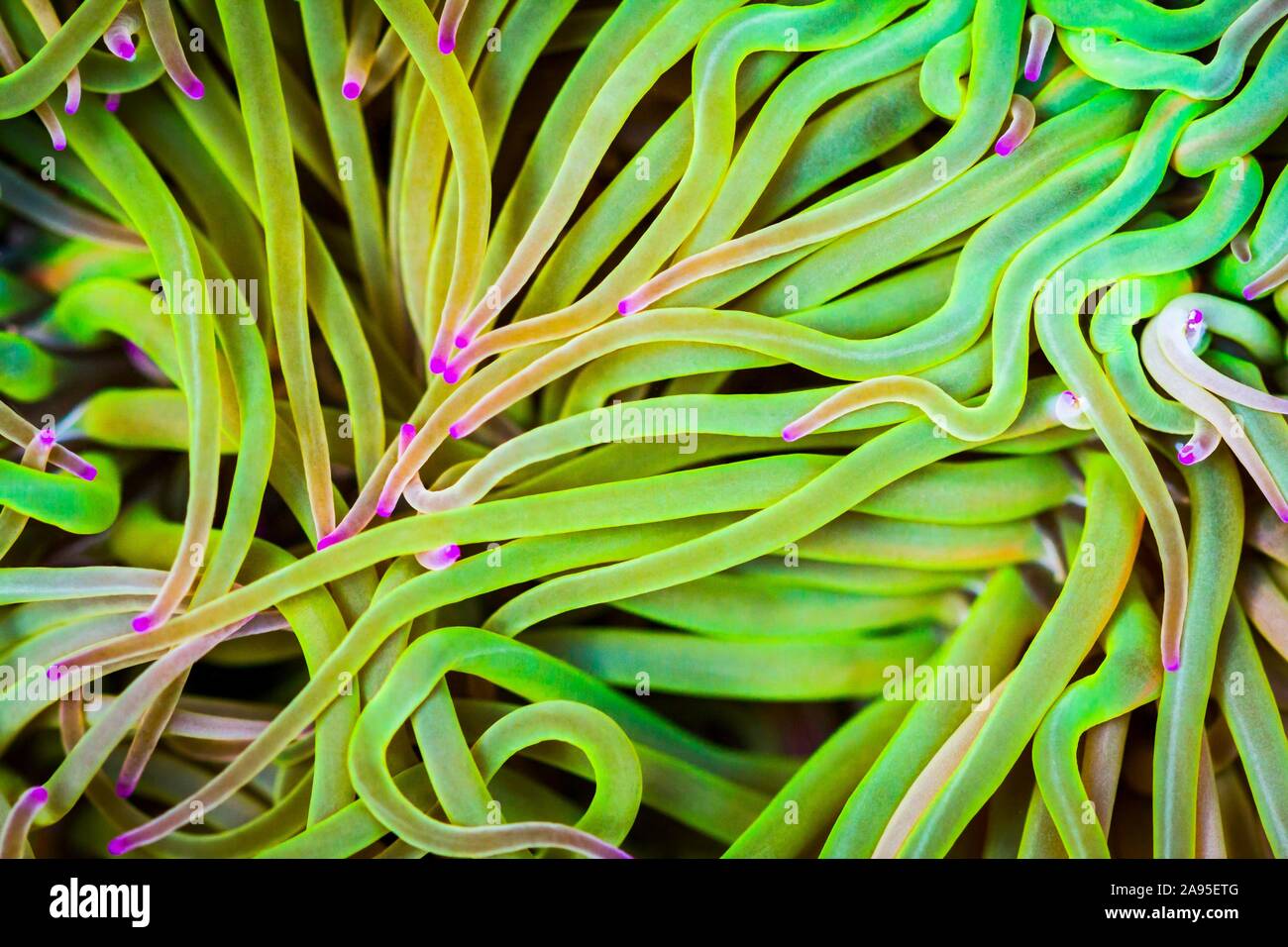 Anémone de mer snakelocks méditerranéen (Anemonia sulcata) en bassin de marée, côte de Novellana, Espagne Banque D'Images