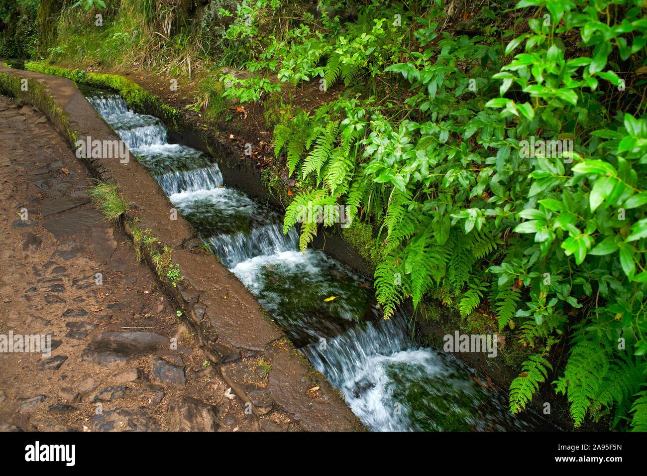 Sentier de randonnée PR6 pour les 25 ressorts, le long des Levadas, canaux d'eau 25 das Fontes, dans la réserve naturelle de la forêt tropicale, Rabacal, île de Madère, Portugal Banque D'Images