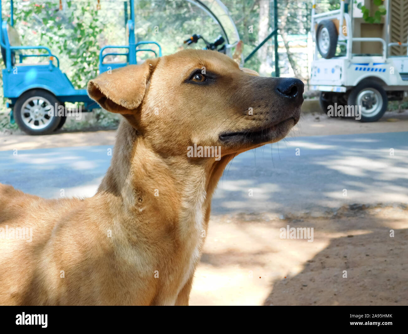 Le chien errant paria indien commun appelé aussi Native races pures ou chien chien dans la rue Desi rue route de Kolkata, Inde, Asie du Sud. Close up po Banque D'Images