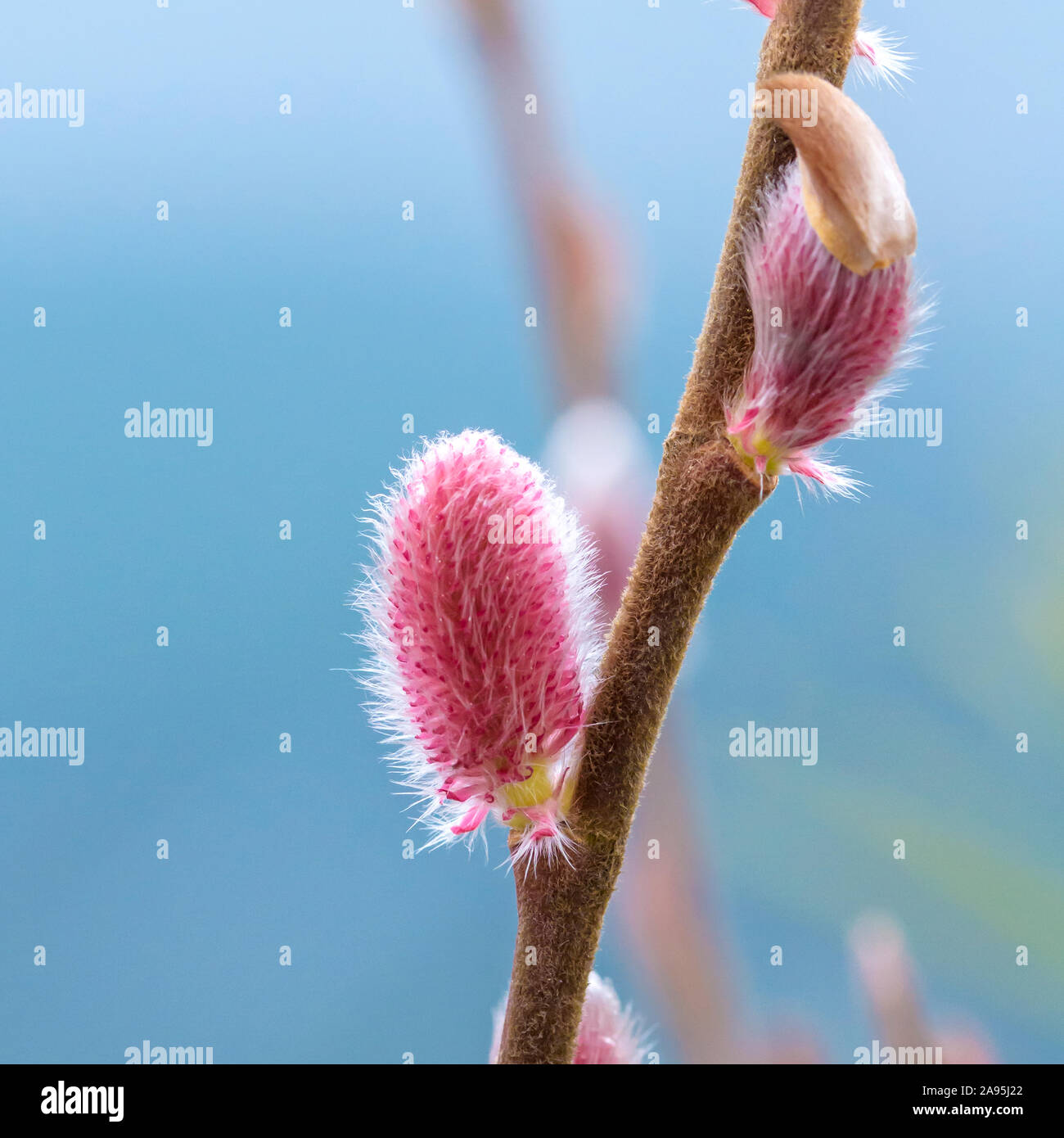 Salix gracilistyla Kätzchenweide par cœur ('Mt. Aso') Banque D'Images