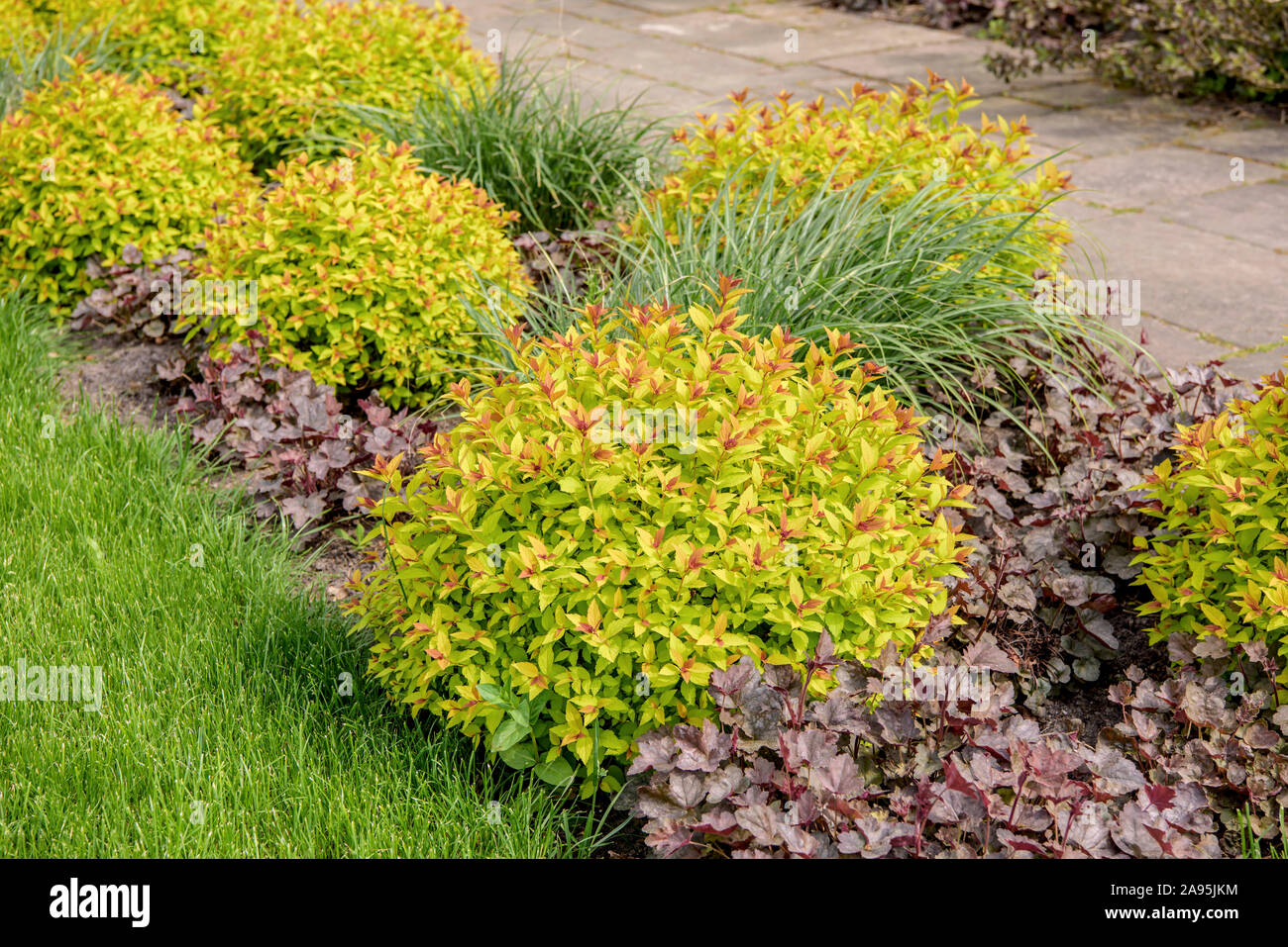 Image of Spiraea japonica Magic Carpet full shot of bush