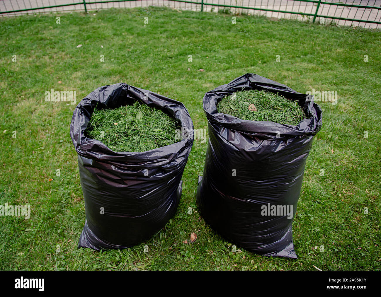 Une tonte de pelouse jardin ménage avec sac noir d'herbe. L'herbe coupée dans un sac en plastique noir sur une pelouse nouvellement garni Banque D'Images