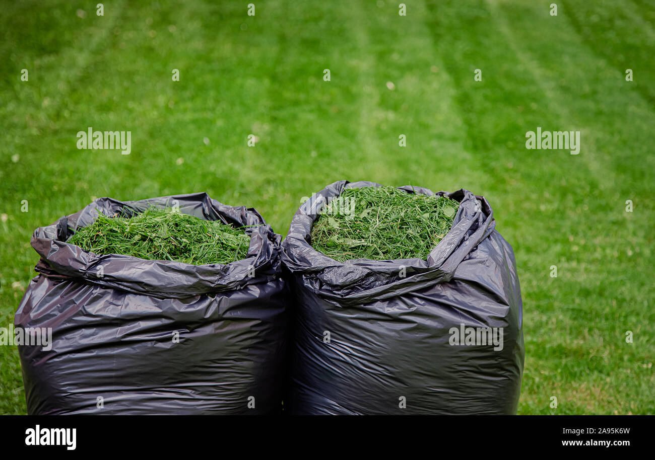 Une tonte de pelouse jardin ménage avec sac noir d'herbe. L'herbe coupée dans un sac en plastique noir sur une pelouse nouvellement garni Banque D'Images