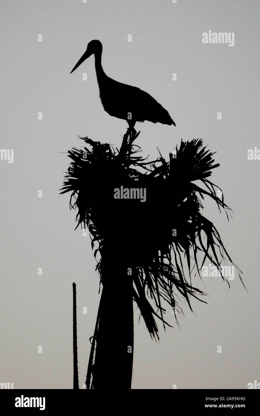 Silhouette Stork Banque D'Images