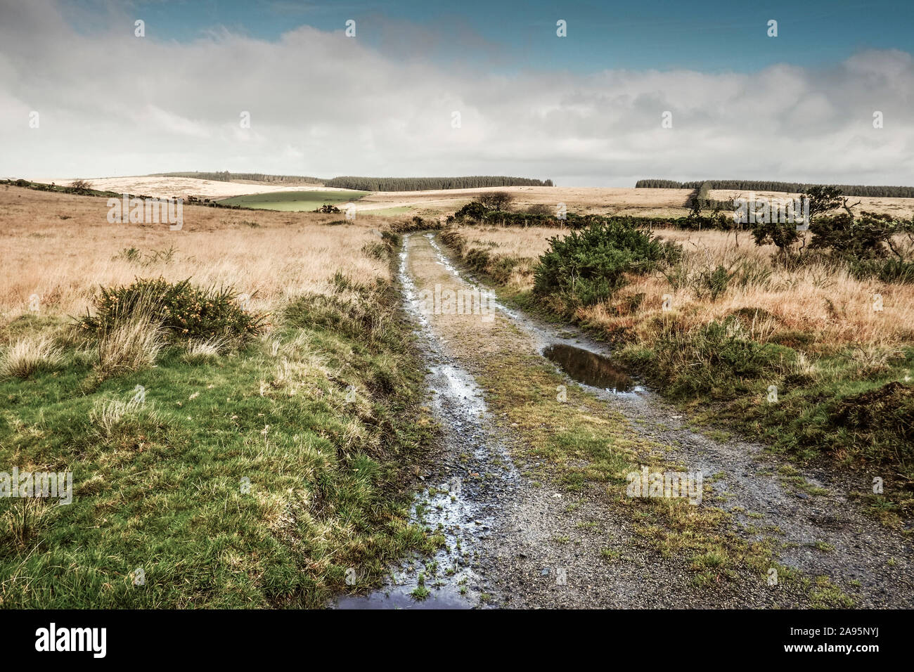 Une route difficile piste sur le robuste Bodmin Moor en Cornouailles. Banque D'Images