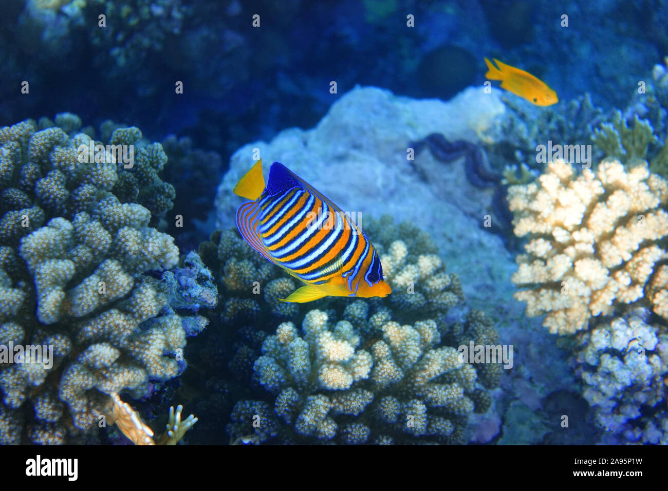 Poissons tropicaux dans l'océan. Angelfish Royal avec des nageoires jaune, orange, blanche et bandes bleues, près de Barrière de Corail. Banque D'Images