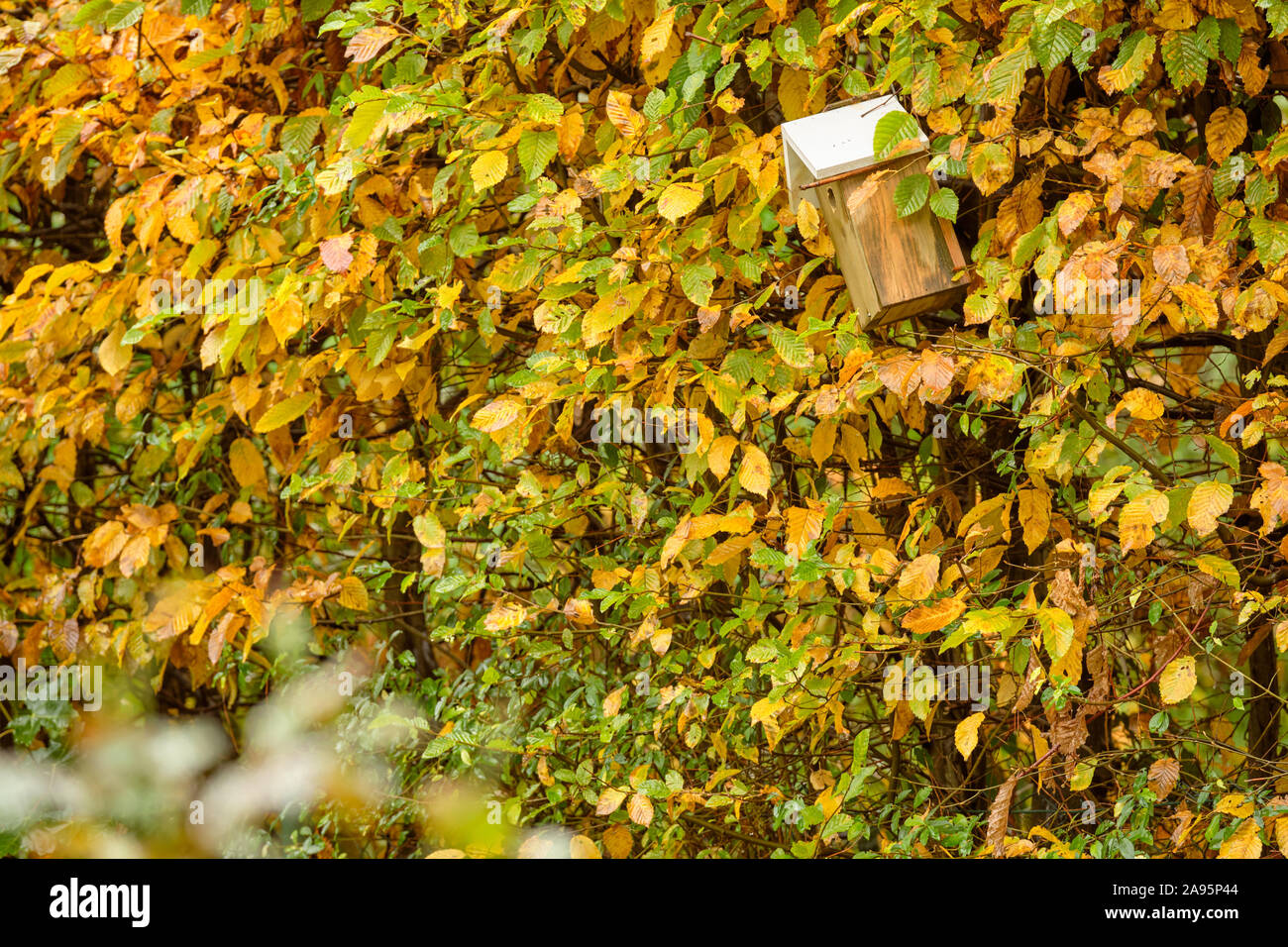 Petit nichoir suspendu dans un beau jaune et vert hêtre haie d'automne dans le jardin sur un jour pluvieux et humide Octobre en Bavière, Allemagne Banque D'Images