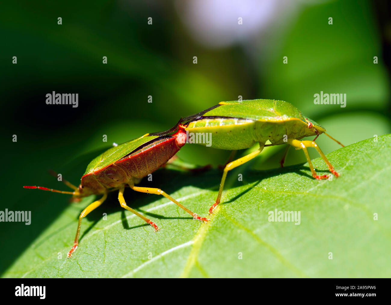 Heteroptera Bugs Stinky vert sur une feuille d'accouplement au printemps Banque D'Images