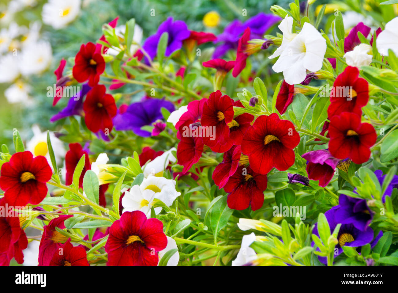 Divers Pétunia fleurs de jardin close up Banque D'Images