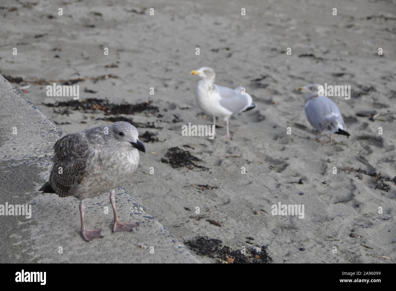 Seagull on beach Banque D'Images