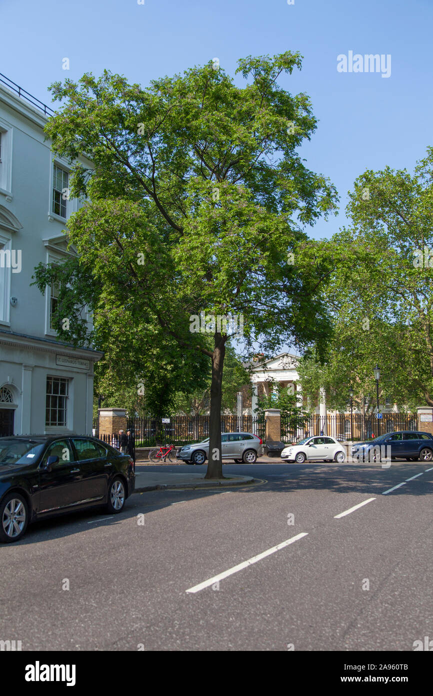 Chinaberry ou persane lilac (Melia azedarach) rue arbre, Chelsea, Londres SW3 Banque D'Images