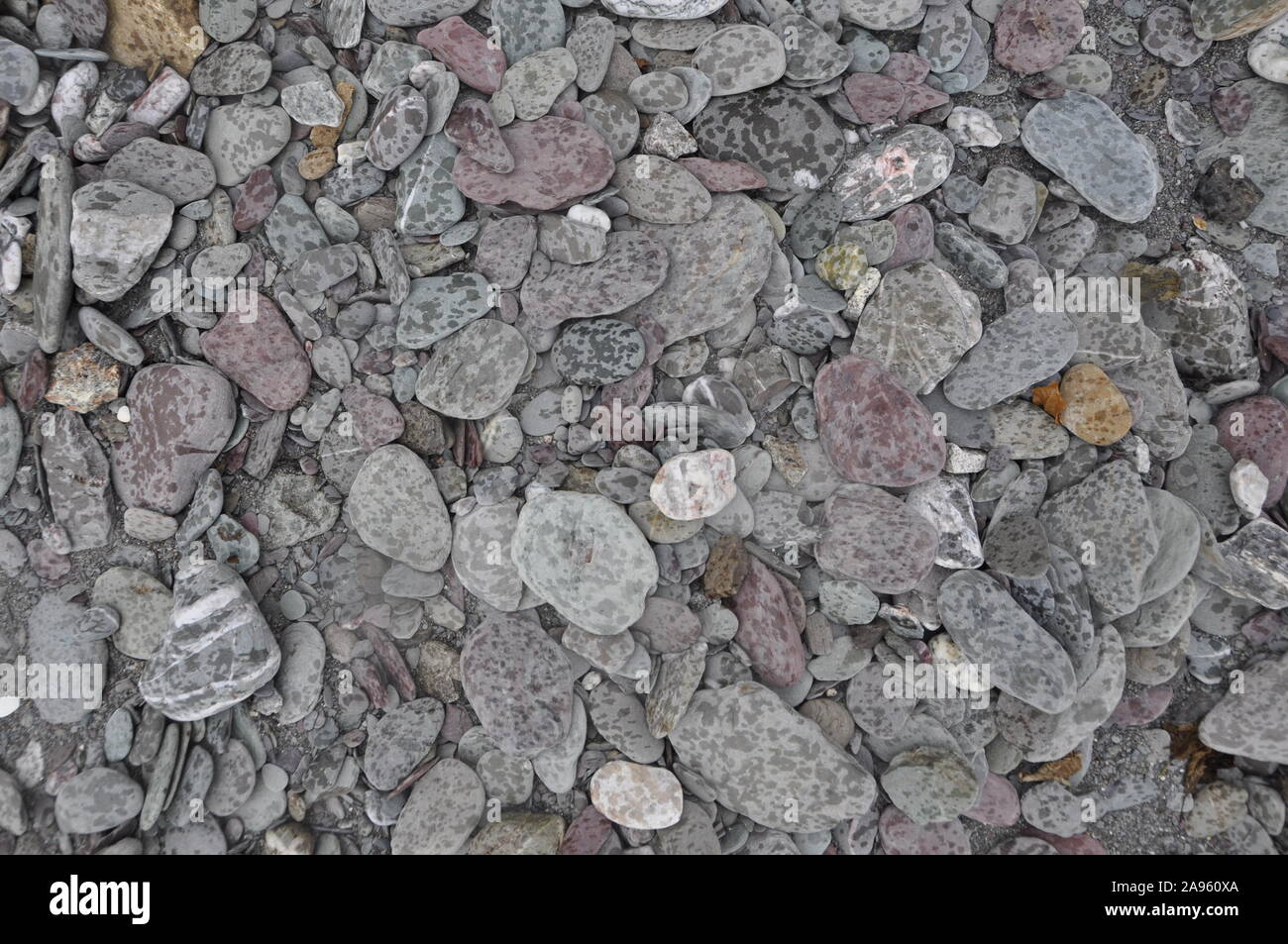 Cailloux humides sur la plage Banque D'Images