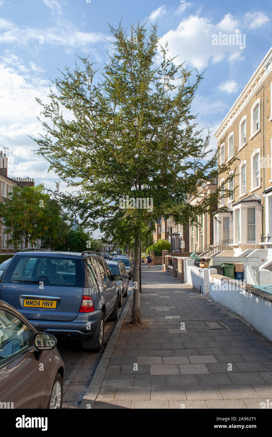 Le sud de l'hêtre, bouleau ou de cannelle (Nothofagus antarctica) Arbres urbains, Hackney, Londres Banque D'Images