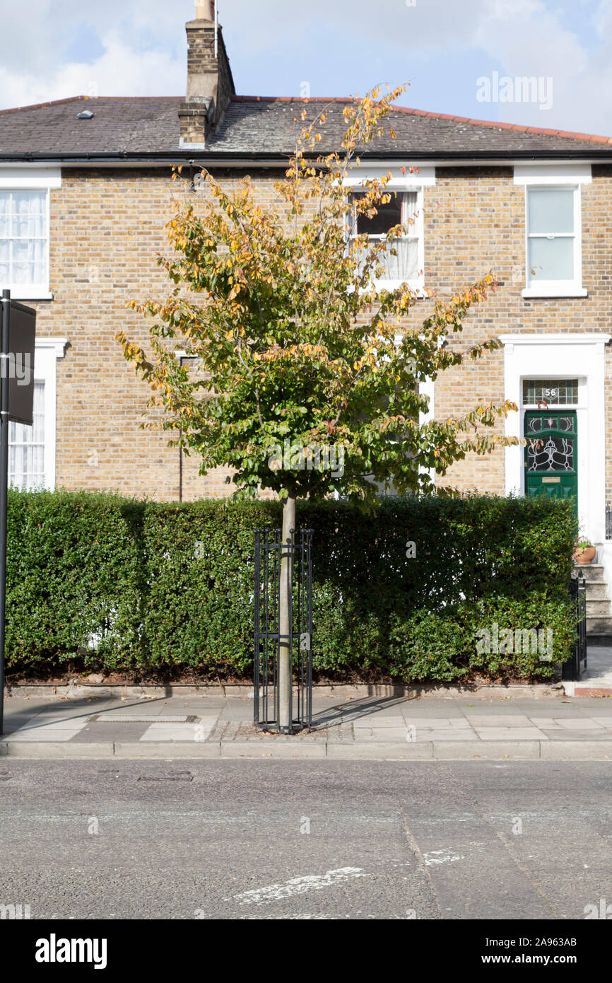 Parrotia persica vanessa Banque de photographies et d’images à haute