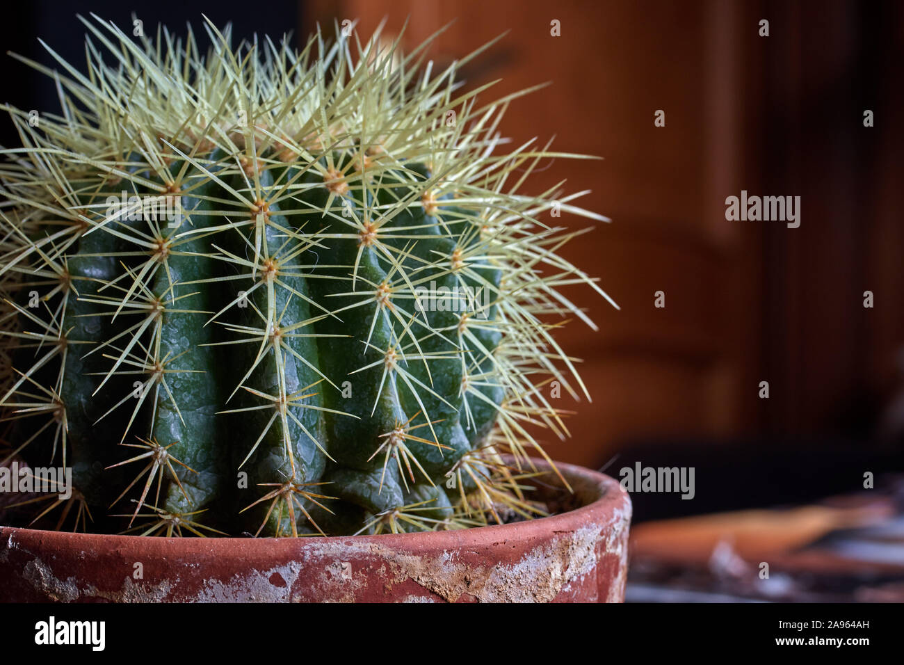 Cactus vert avec de grandes aiguilles dans un vieux pot Banque D'Images