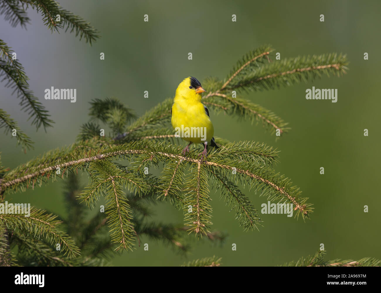 Chardonneret jaune mâle perché sur une épinette blanche. Banque D'Images