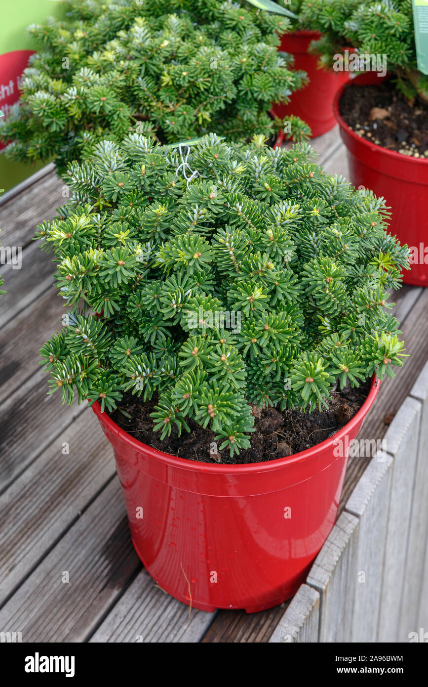 Korea-Tanne (Abies koreana 'Brillant') Banque D'Images